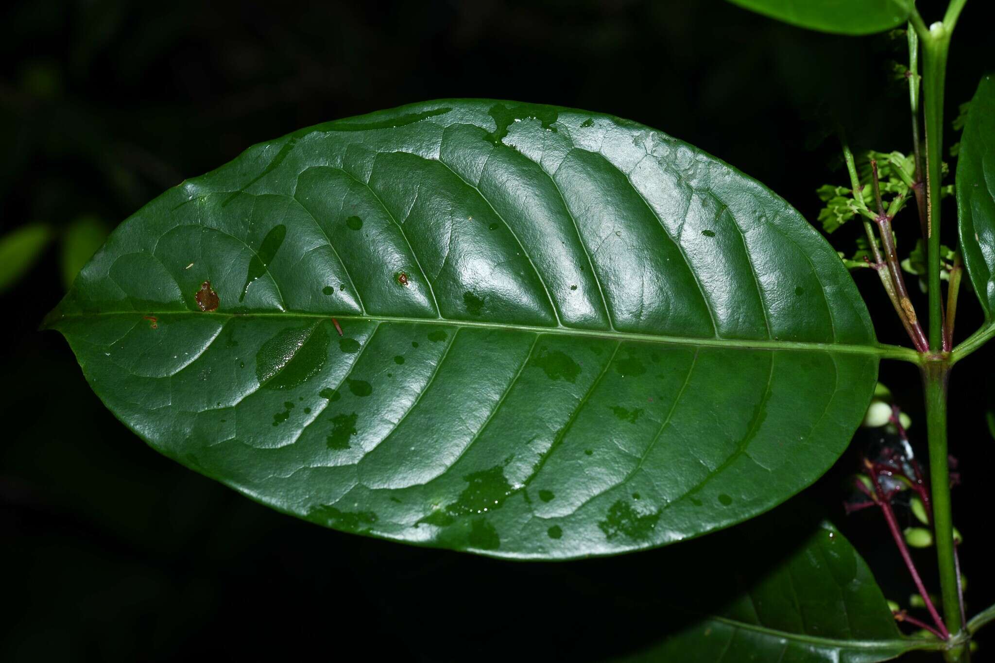 Image of Chiococca nitida Benth.