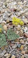 Image of desert biscuitroot