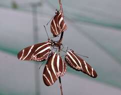 Image of Zebra Longwing