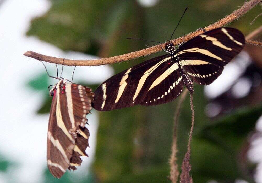 Image of Zebra Longwing