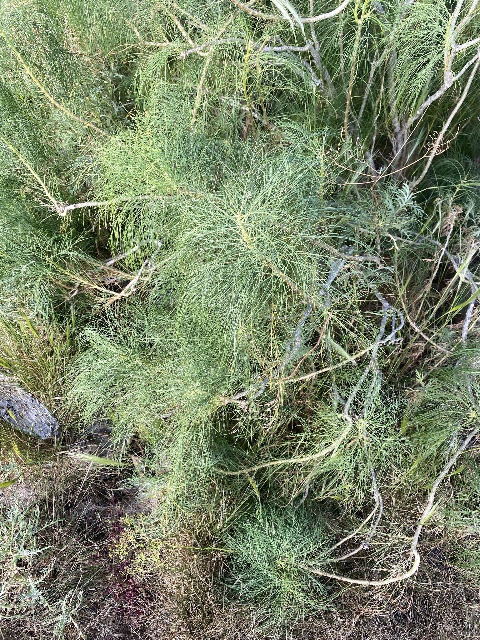 Image of Sonchus capillaris Svent.