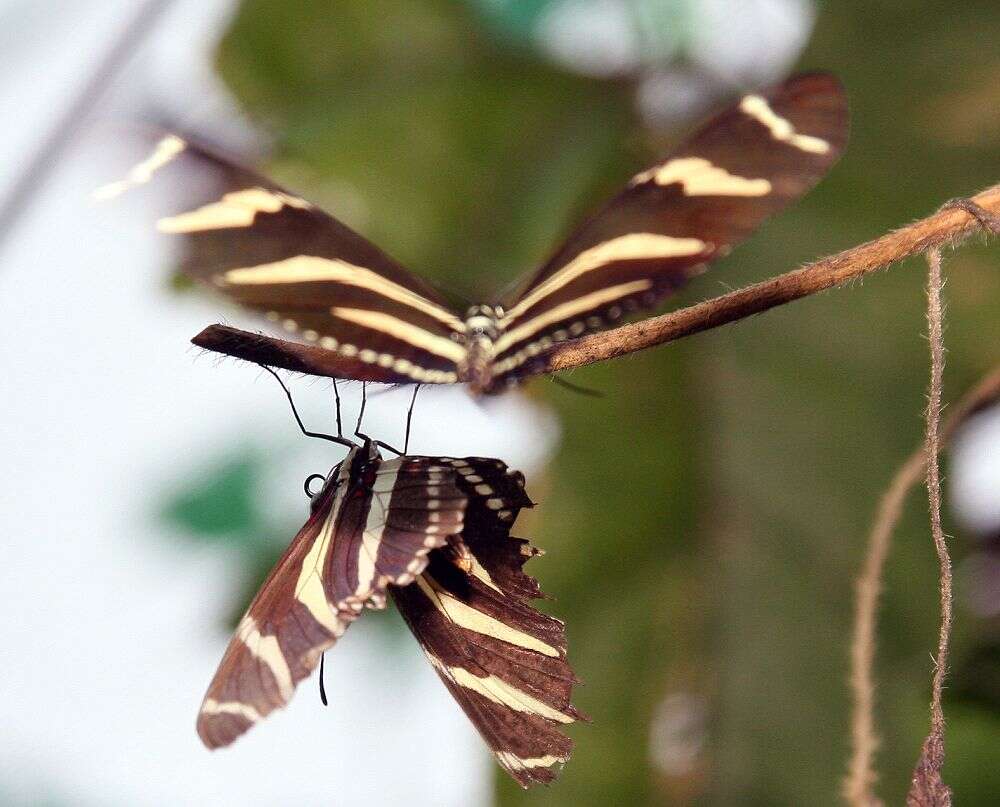 Image of Zebra Longwing