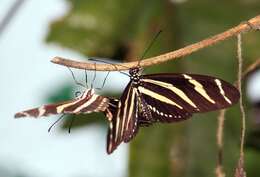 Image of Zebra Longwing