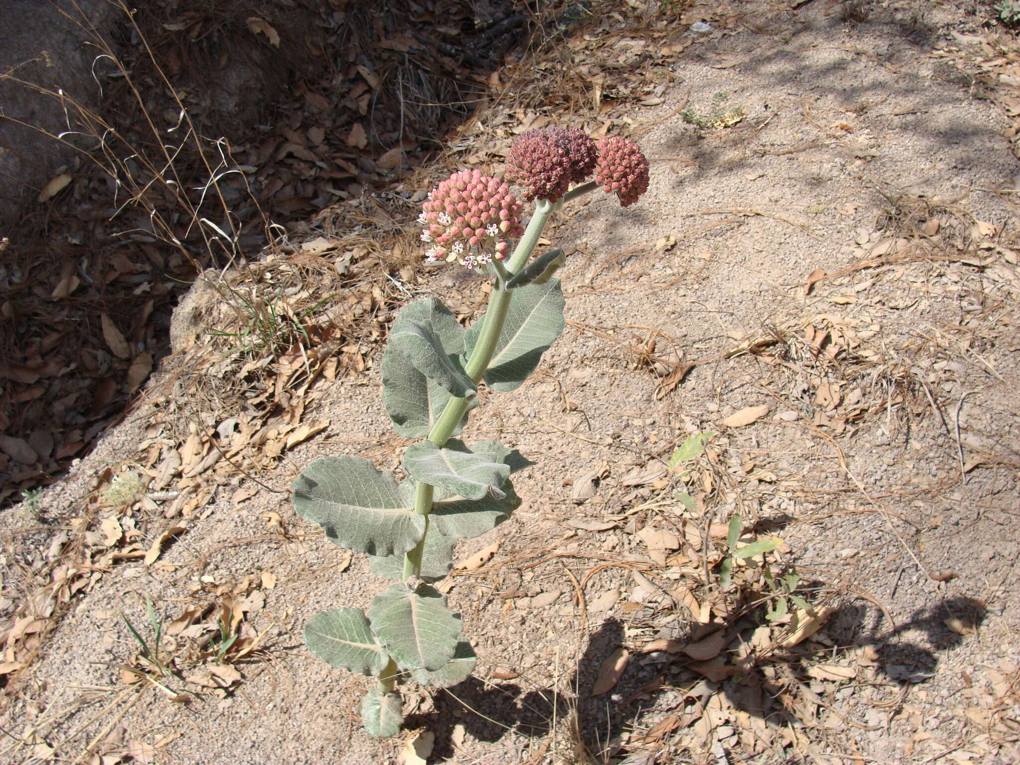 Image of Asclepias otarioides E. Fourn.