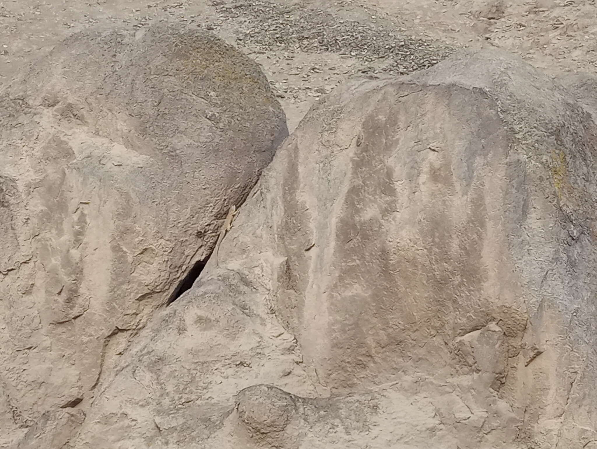 Image of Tiger Pacific Iguana