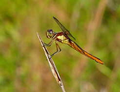 Image de Libellula flavida Rambur 1842