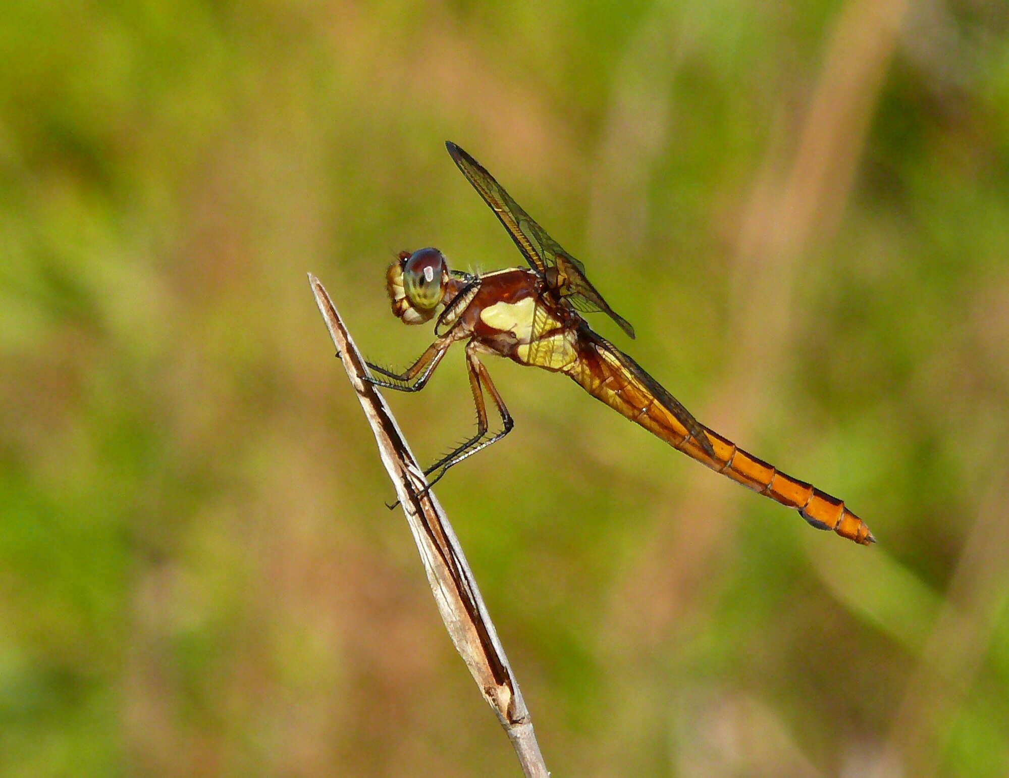 Image de Libellula flavida Rambur 1842