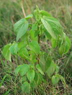 Imagem de Acalypha persimilis Müll. Arg.