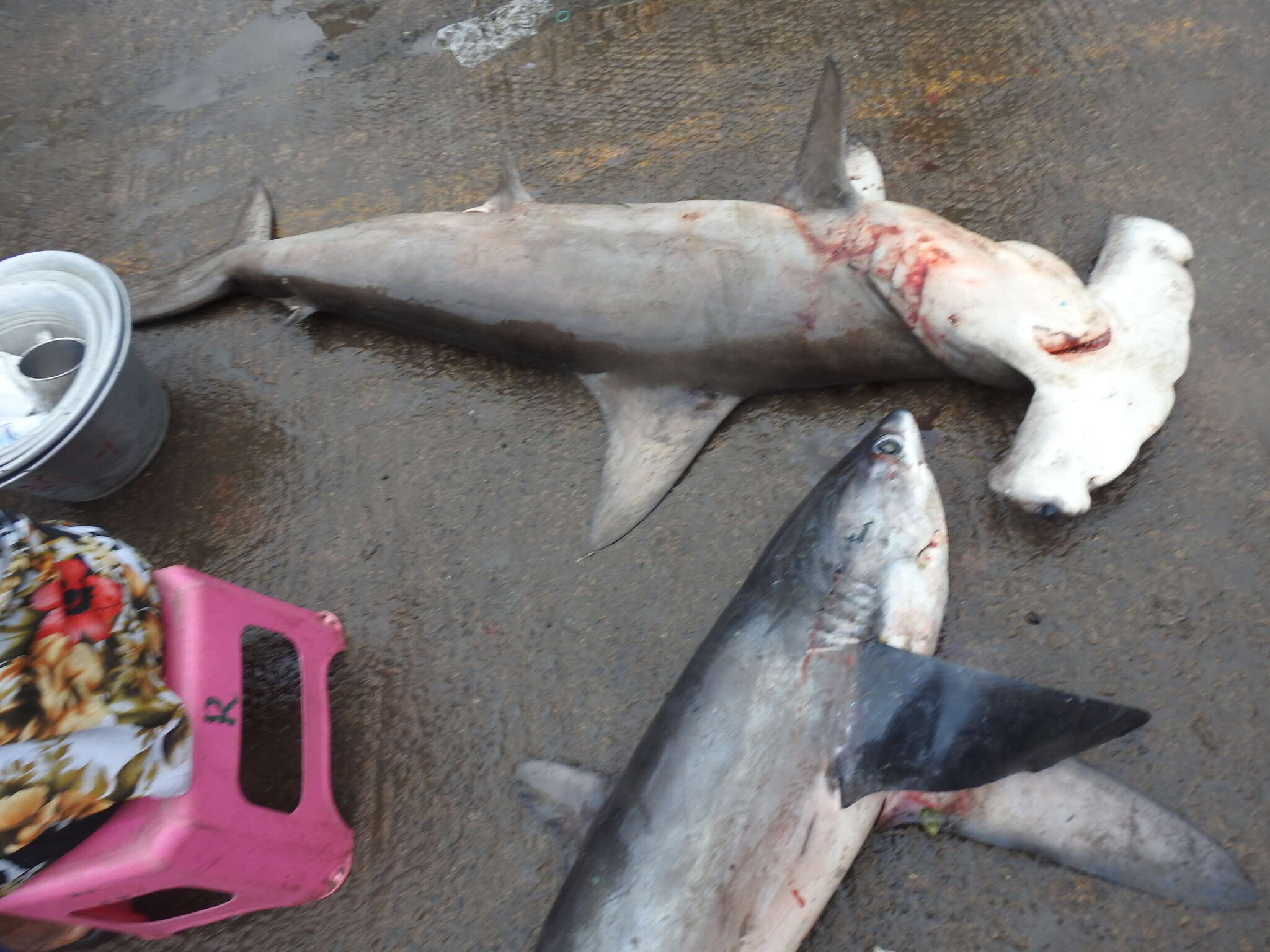 Image of thresher sharks