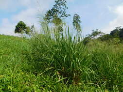 Image of kleingrass
