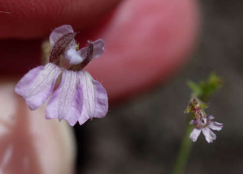 Image of Goodenia purpurascens R. Br.