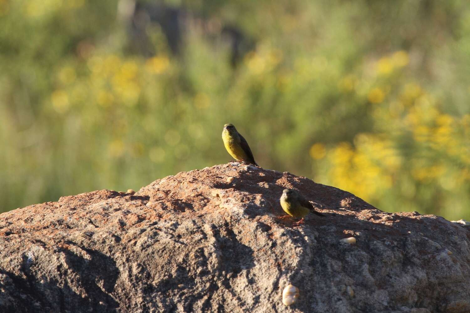 Image of Cape Siskin