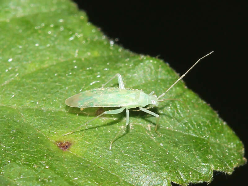 Sivun Malacocoris kuva