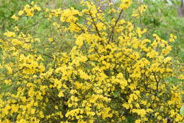 Image of Mopane Yellowthorn