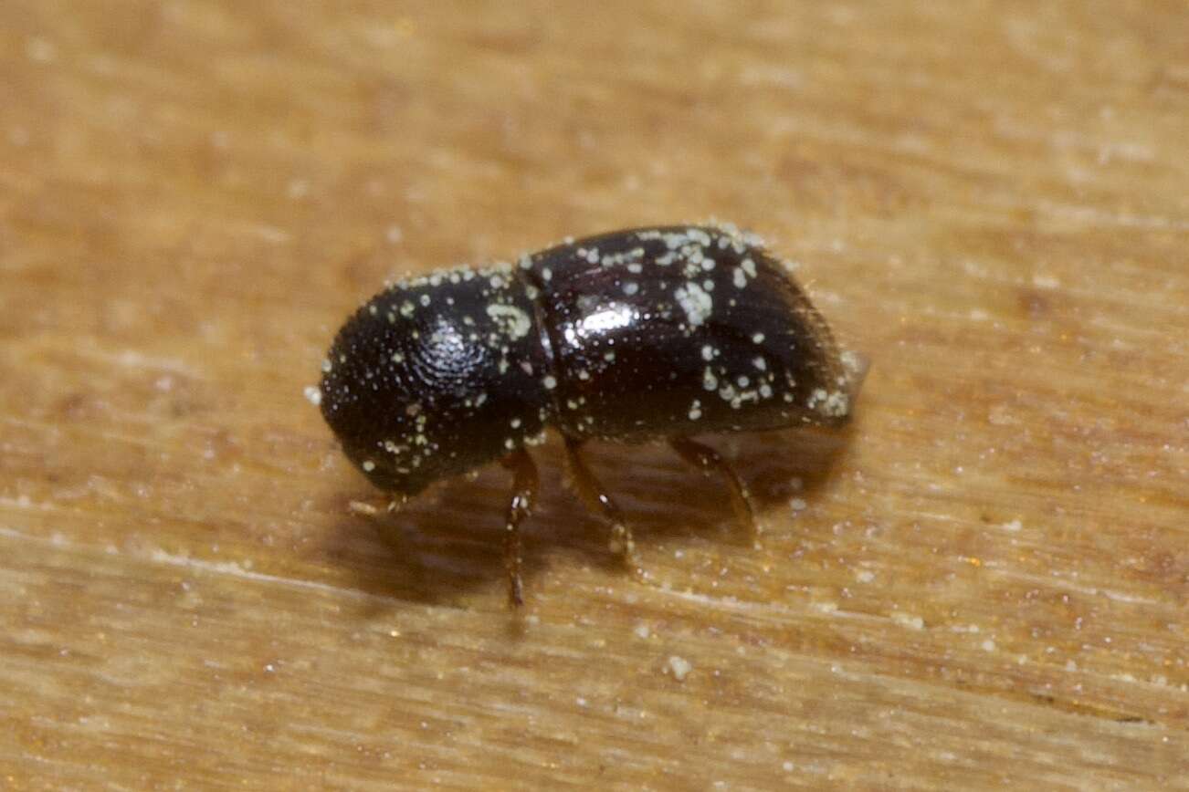 Image of Bark beetle