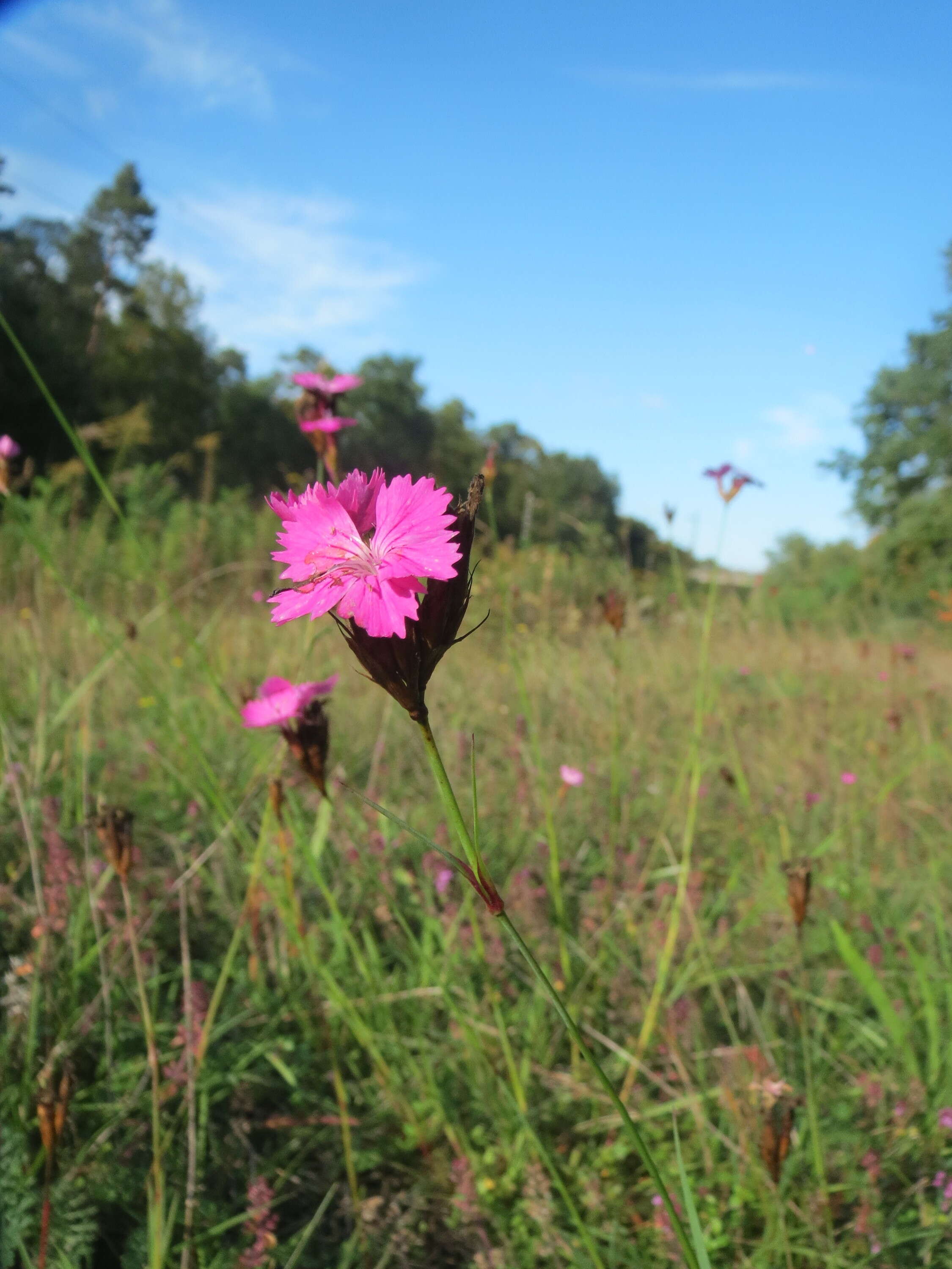 Image of carthusian pink