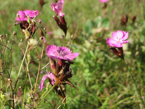 Image of carthusian pink