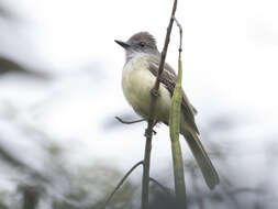 Image of Venezuelan Flycatcher