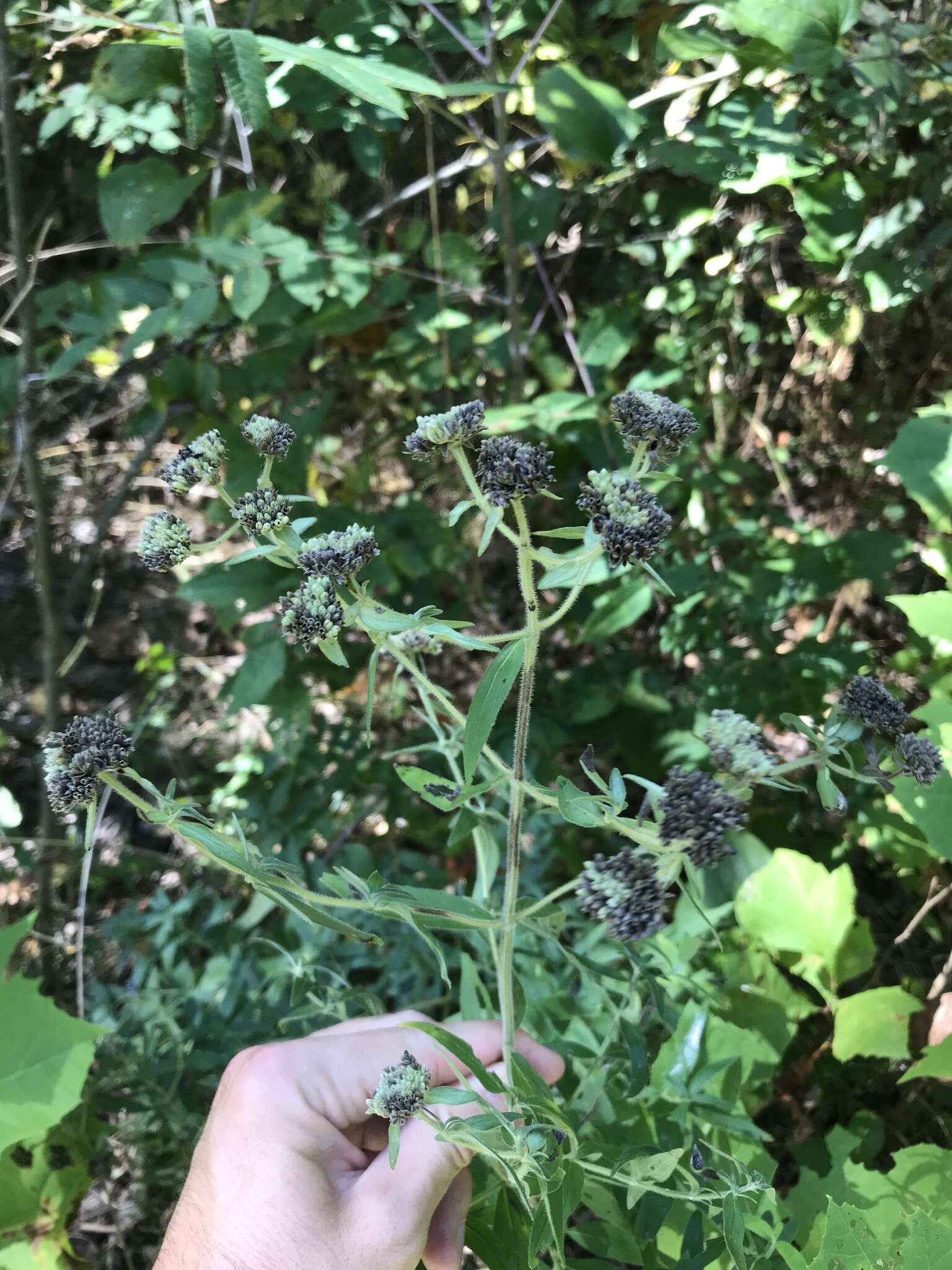 Imagem de Pycnanthemum verticillatum var. pilosum (Nutt.) Cooperr.