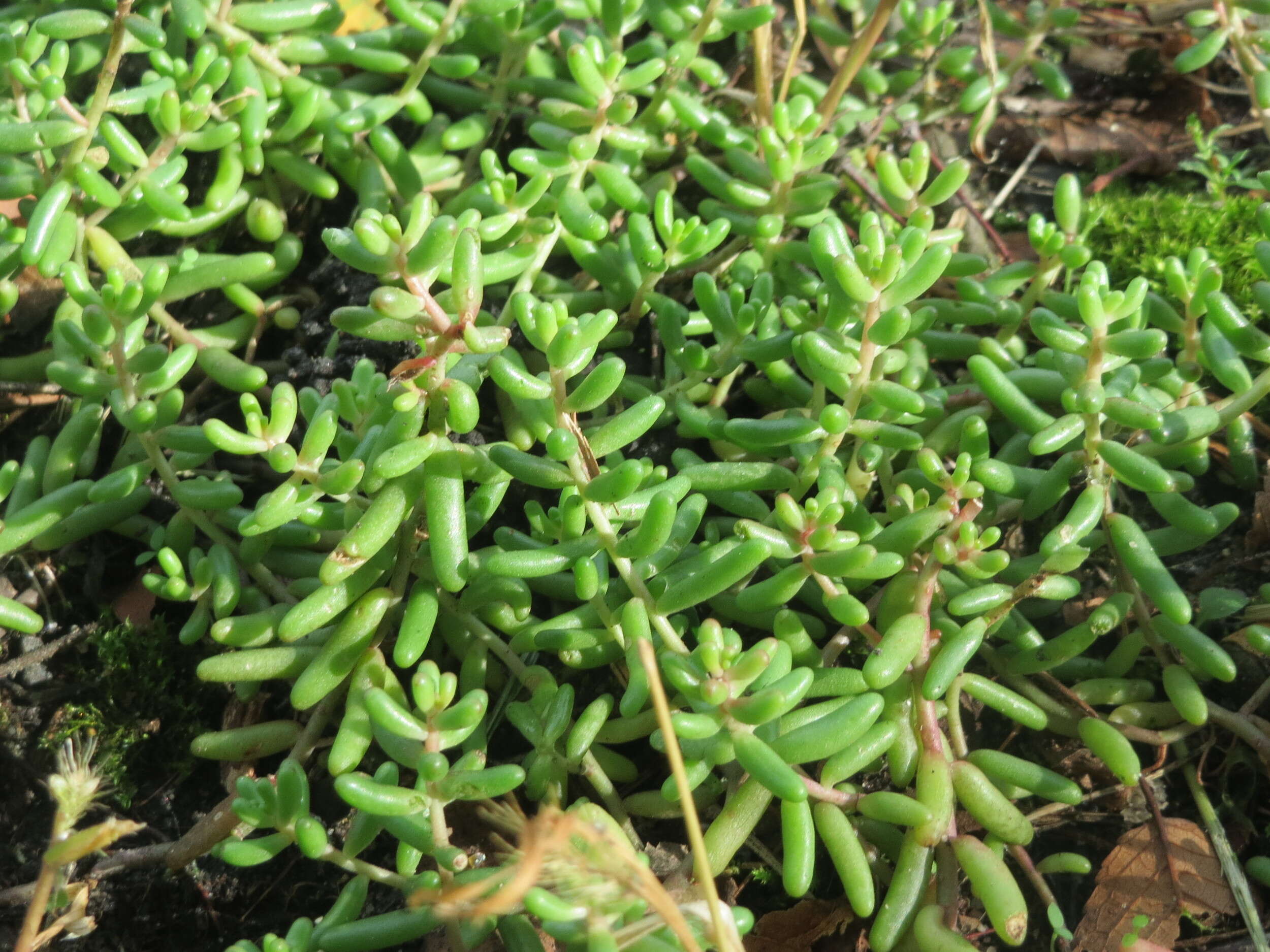 Image of White Stonecrop