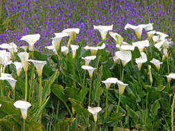 Image of Arum lily