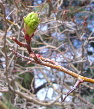 Image of cerro hawthorn