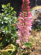 Image of Francoa appendiculata A. Juss.