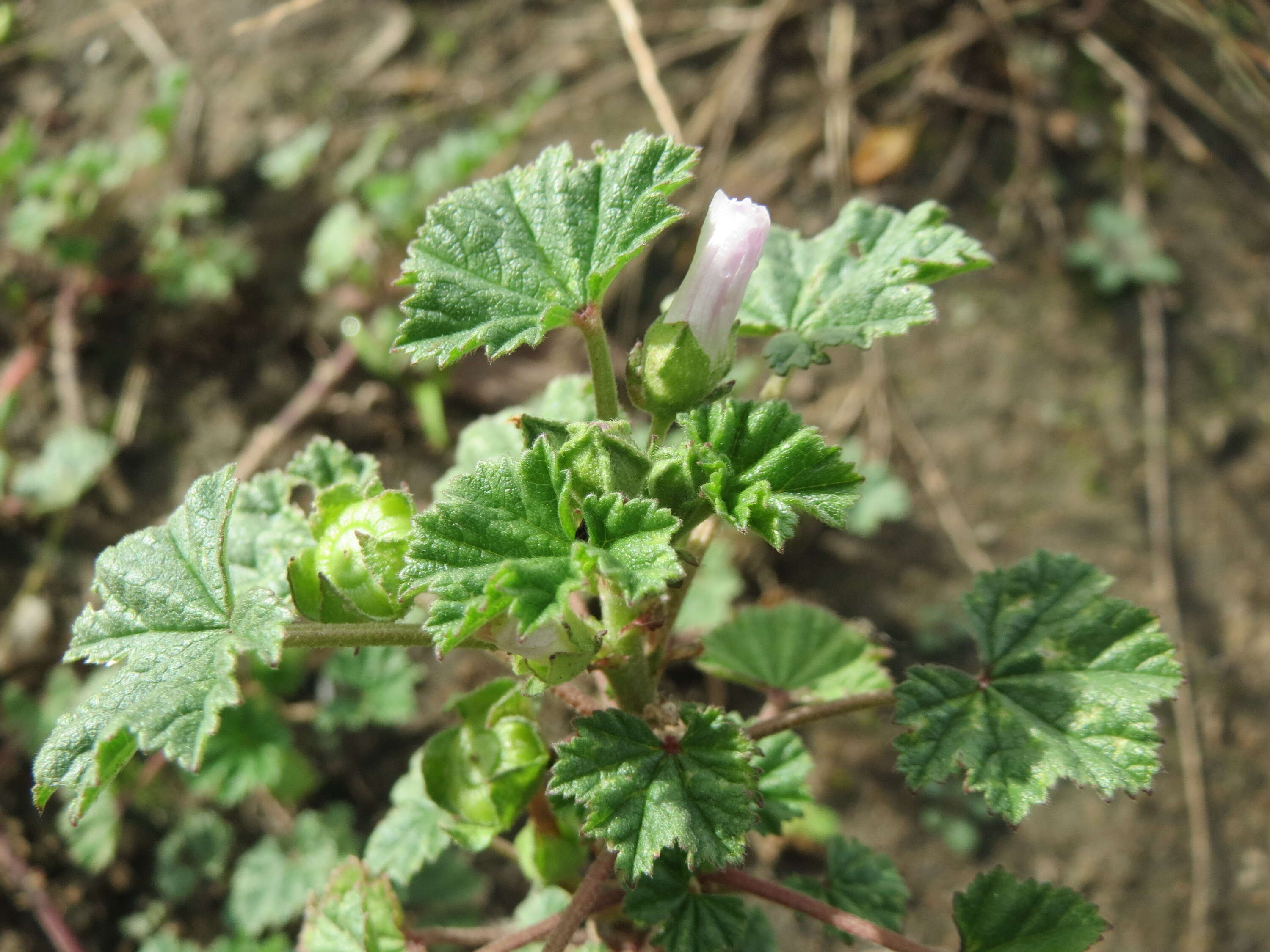 Image of common mallow