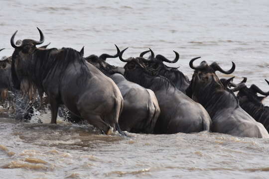 Image of Western white-bearded Wildebeest