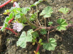 Image of common mallow