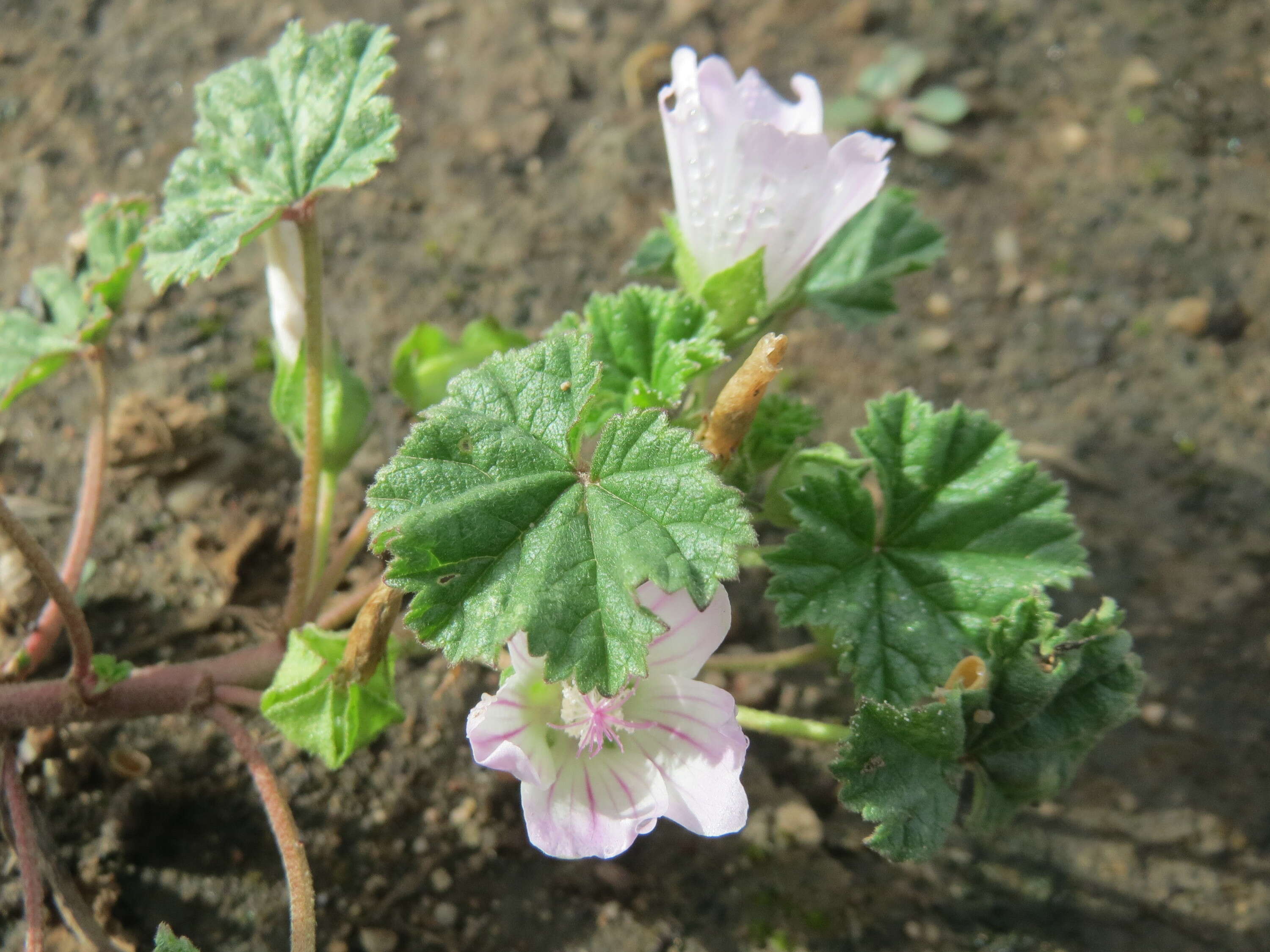 Image of common mallow