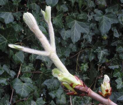 Image of European horse chestnut