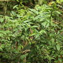 Image of Coccoloba acuminata Kunth