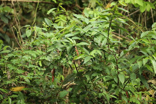 Image de Coccoloba acuminata Kunth