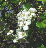 Image of cerro hawthorn