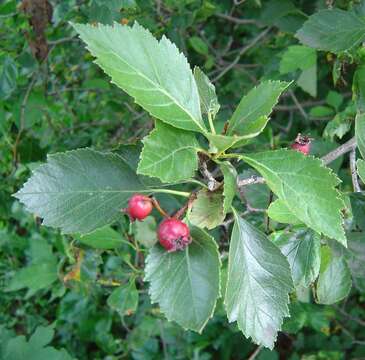 Image of cerro hawthorn