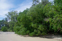 Image of Acacia oraria F. Muell.