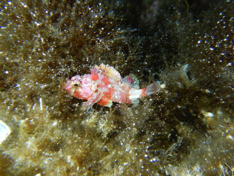 Image of Red Scorpionfish