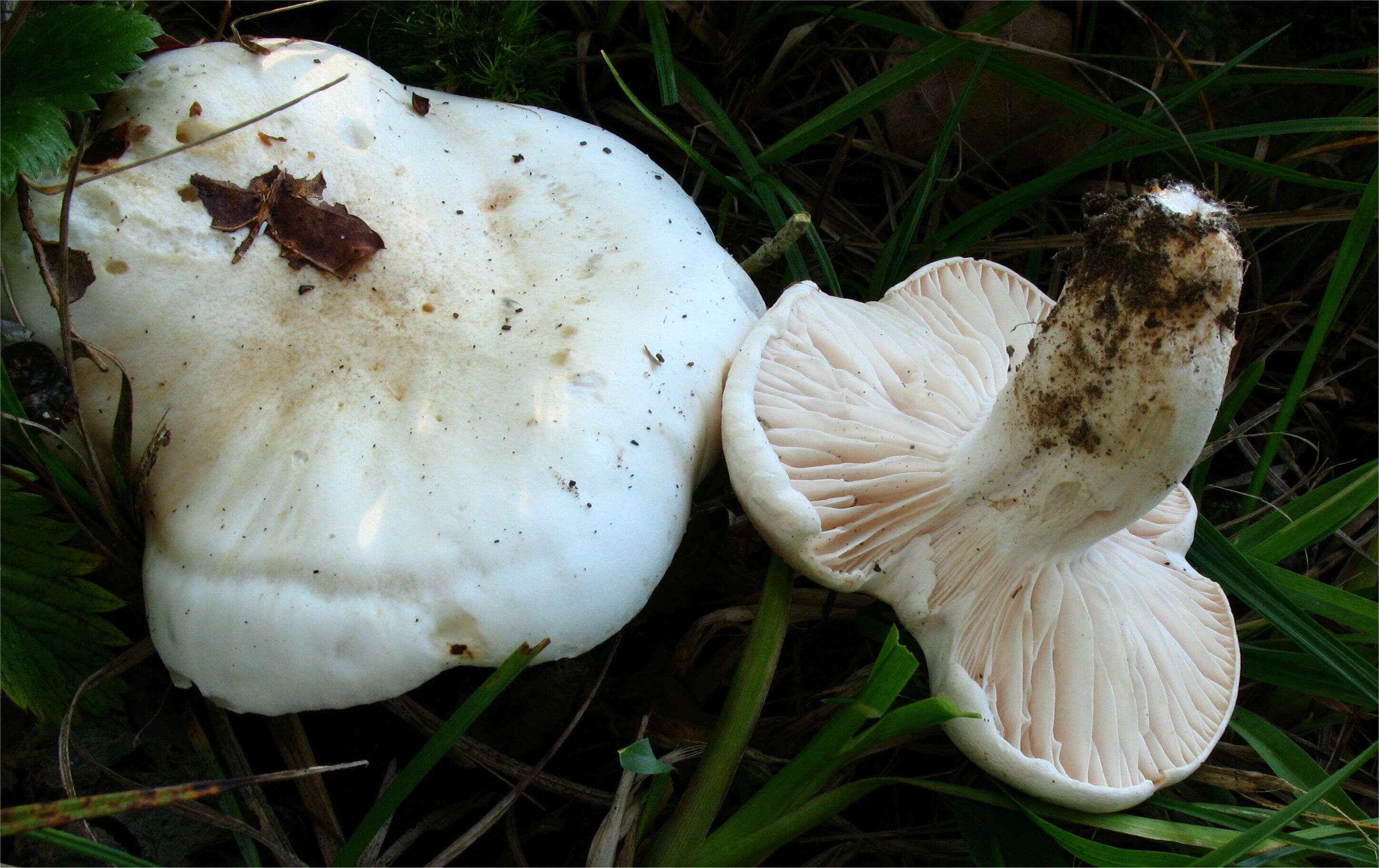 Plancia ëd Hygrophorus penarioides Jacobsson & E. Larss. 2007