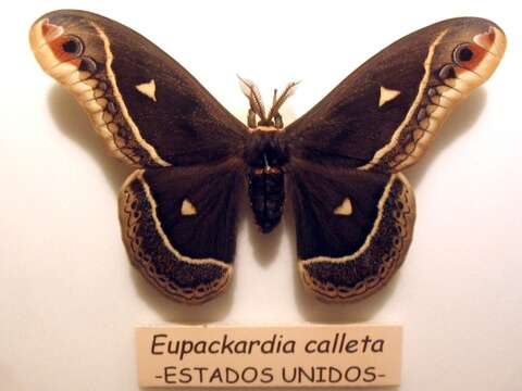 Eupackardia Cockerell 1912 resmi