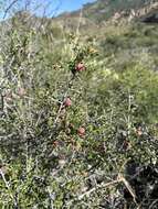 Image de Prunus havardii (W. Wight) Mason