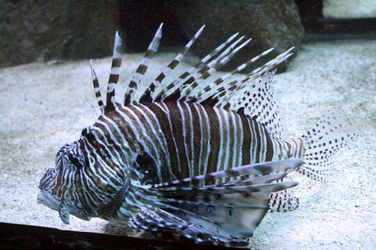 Image of Common lionfish