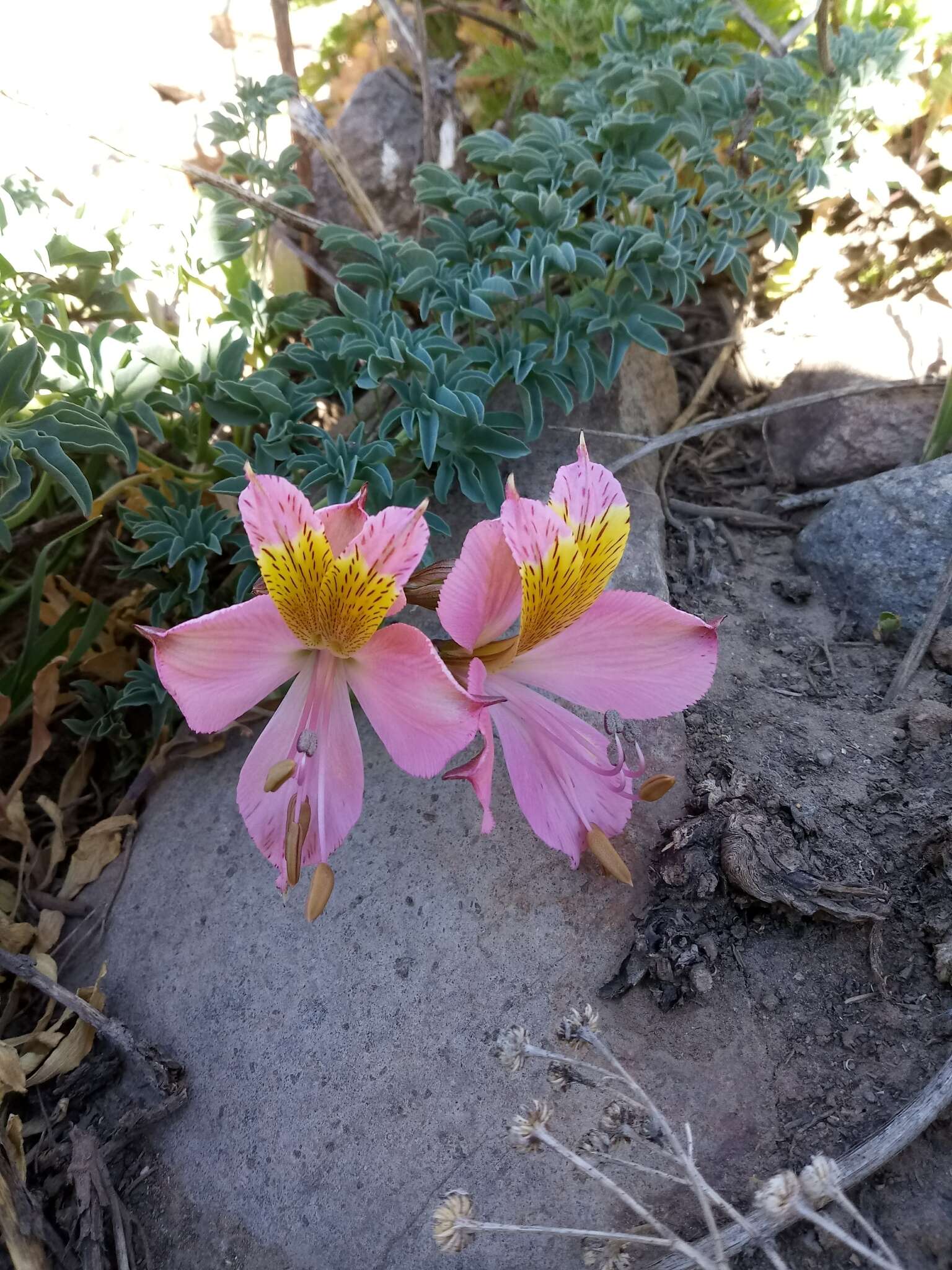 Image of Alstroemeria exserens Meyen