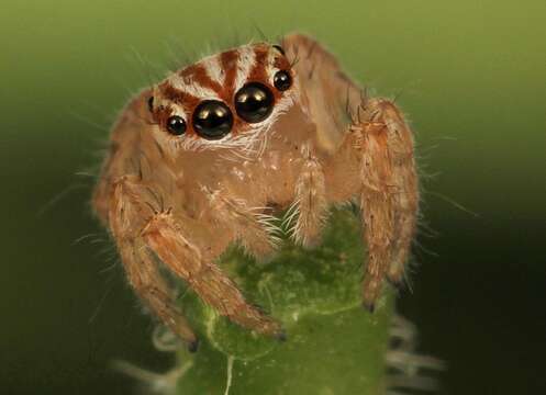 Image of Evarcha flagellaris Haddad & Wesolowska 2011