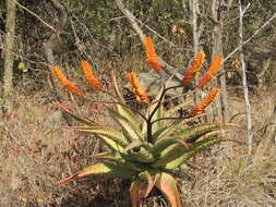 Image of Mountain aloe