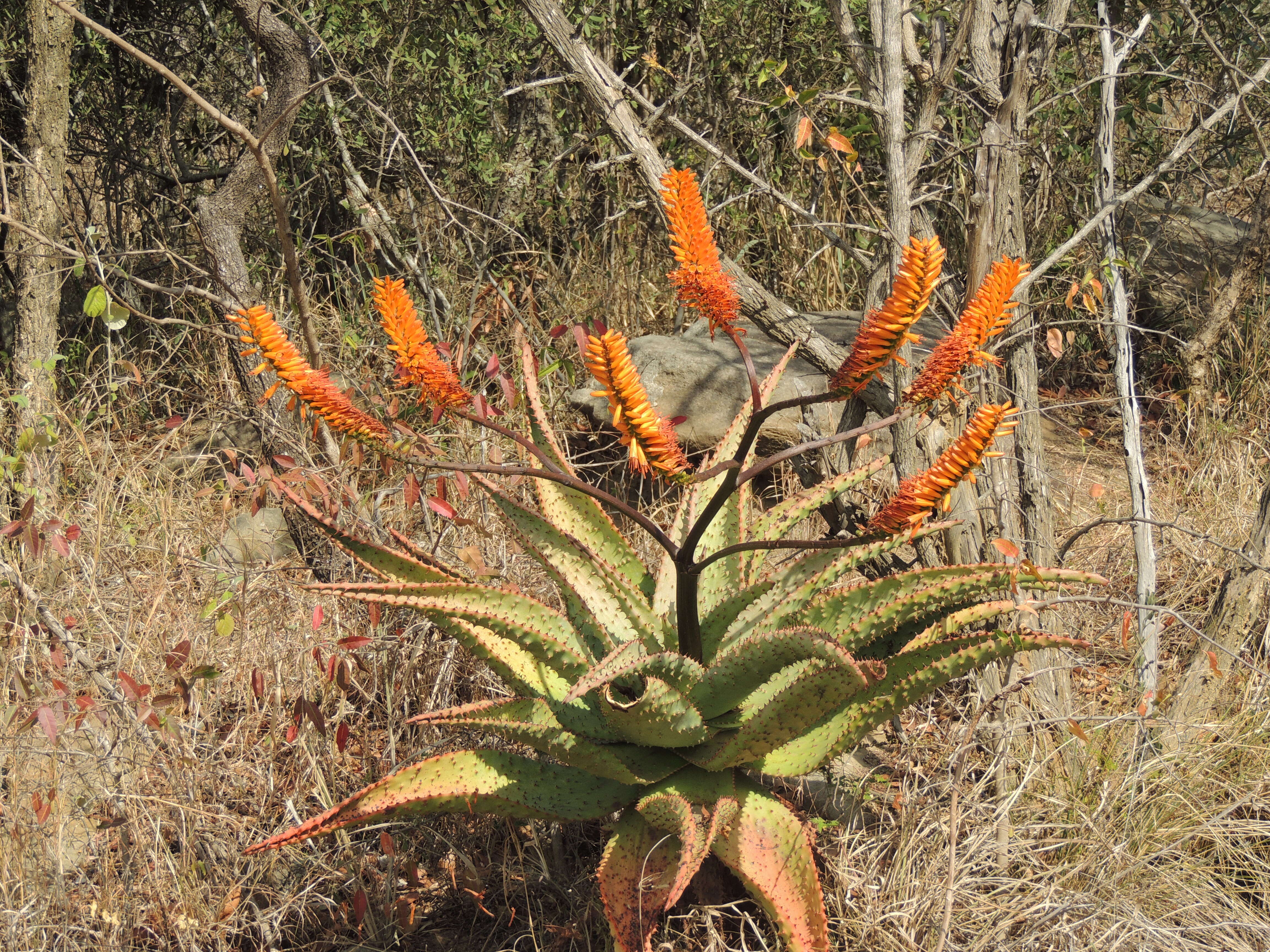 Image of Mountain aloe