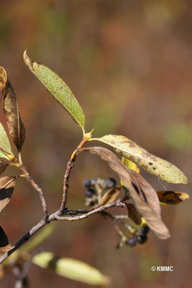 Image of Paracephaelis cinerea (A. Rich. ex DC.) De Block