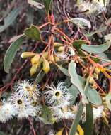 Image of Gooseberry Mallee