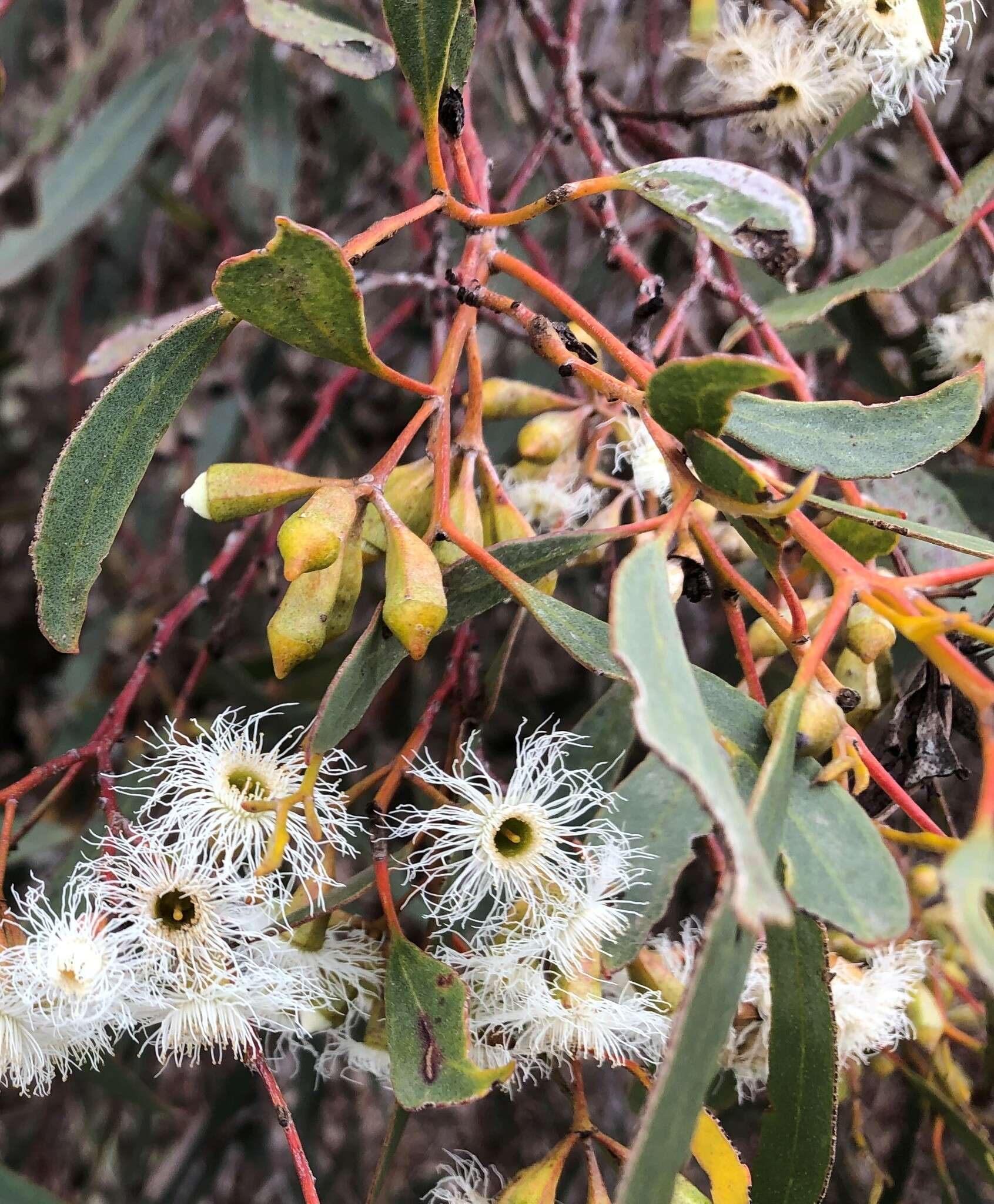 Image of Gooseberry Mallee