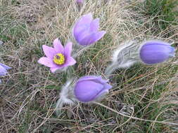 Image de Pulsatilla grandis Wenderoth